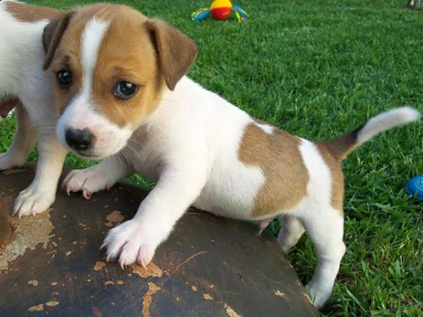 cucciolo di jack russel