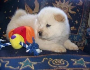 regalo cuccioli di chow chow femminucce e maschietti 