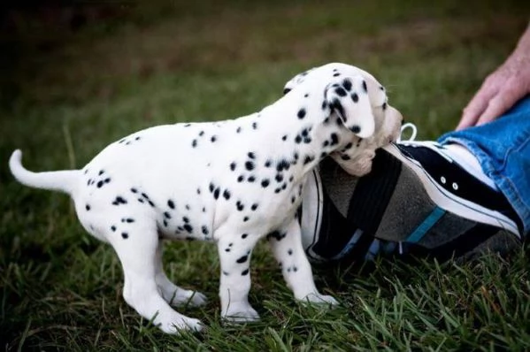 regalo cuccioli di dalmata femminucce e maschietti 