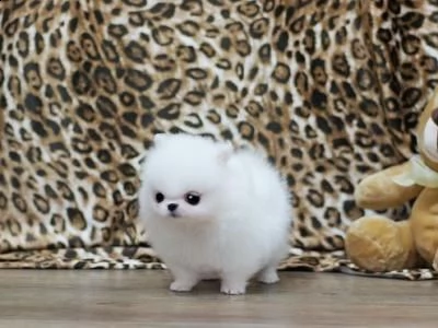 regalo cuccioli di pomerania maschio o femmina