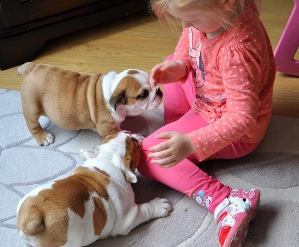 regalo cuccioli di bulldog inglese femminucce e maschietti 