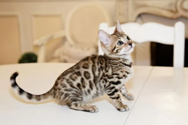 gattini bengala 3 mesi di dolcezza!! | Foto 0
