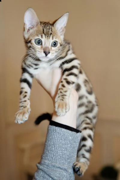 gattini bengala 3 mesi di dolcezza!!