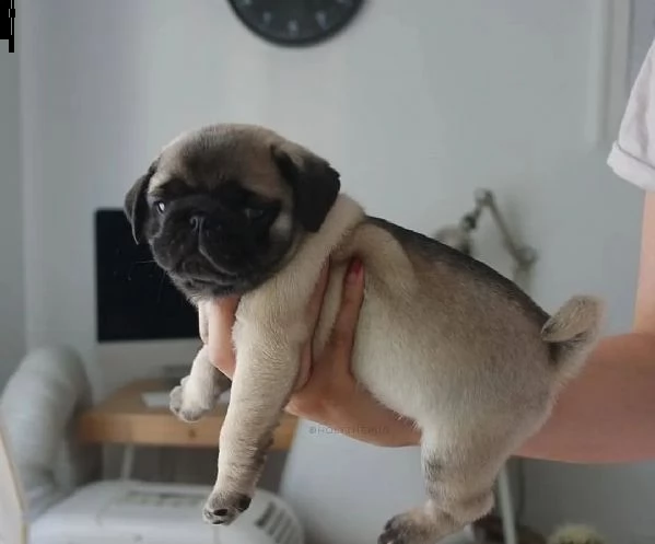 regalo cuccioli di carlino  | Foto 0