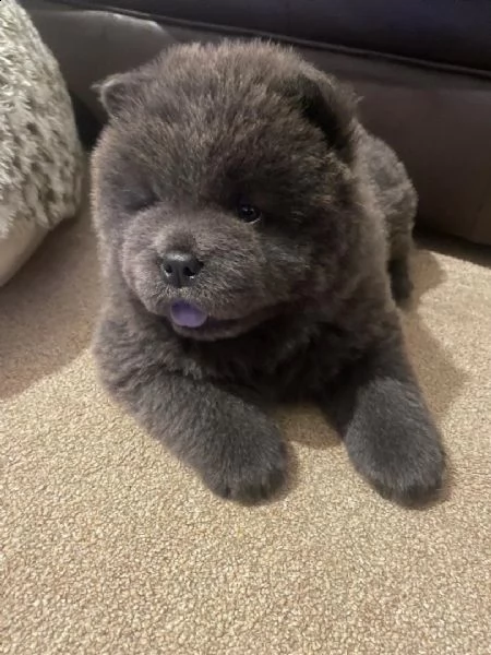  regalo cuccioli di chow chow 