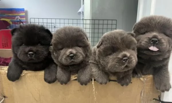 regalo disponibile maschio chow chow 