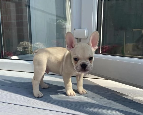 cuccioli di bulldog francese per ladozione