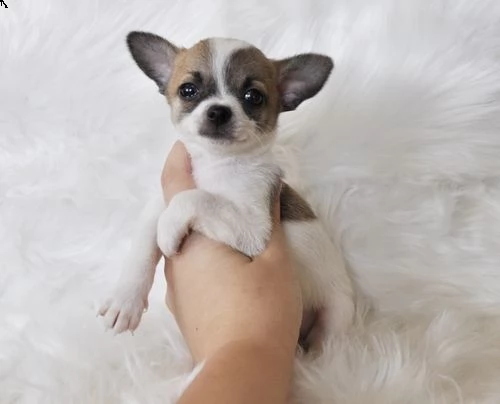  regalo chihuahua meravigliosi