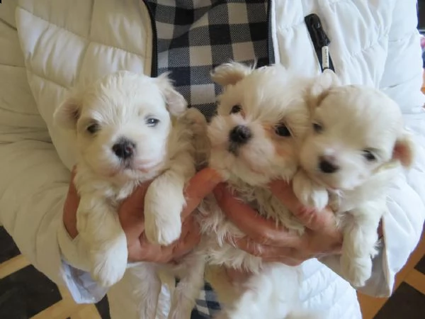 adorabili cuccioli maltese  femminucce e maschietti disponibili 