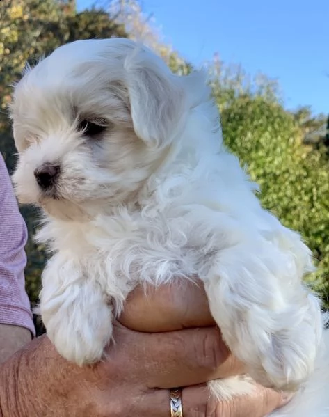 regalo adorabili cuccioli  maltese 