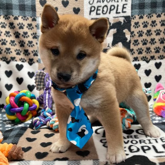 shiba inu cuccioli in adozione gratuiti