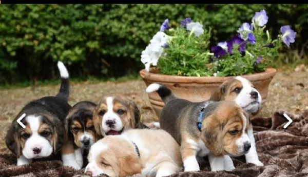  regalo cuccioli dolce e bella beagle