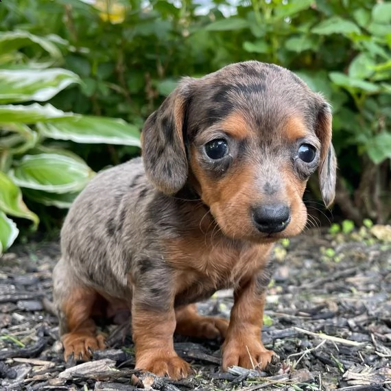 regalo adorabili cuccioli bassotto femminucce e maschietti 