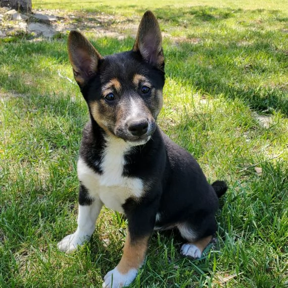 regalo due cuccioli di shiba inu per ladozione