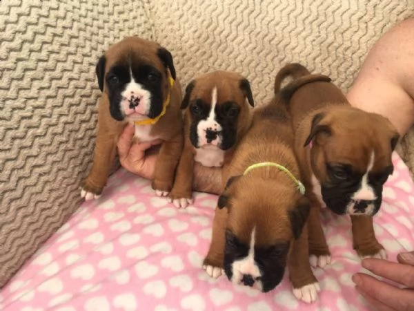 regalo adorabili cuccioli boxer femminucce e maschietti disponibili