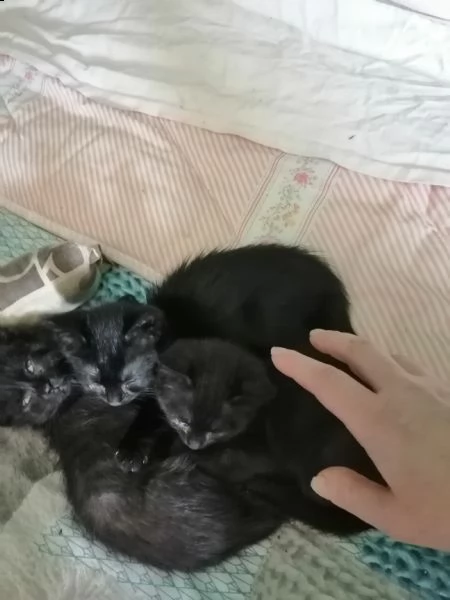 gattini a pelo medio | Foto 3