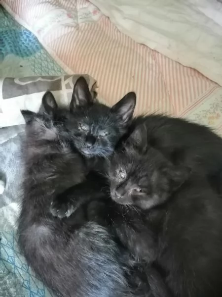 gattini a pelo medio | Foto 2