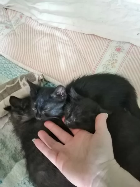 gattini a pelo medio | Foto 1