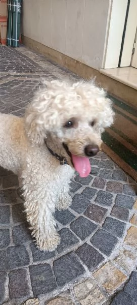 zak in cerca di prima esperienza 