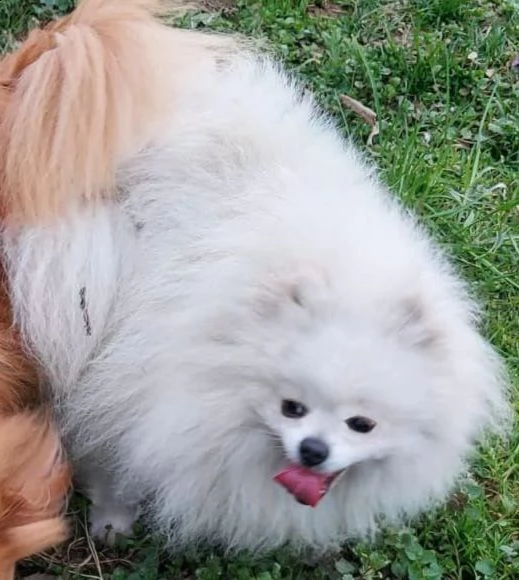 spitz tedesco medio(pomerania)
