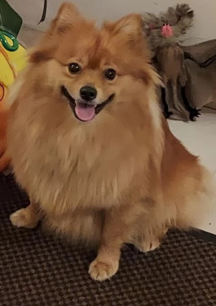 spitz tedesco medio(pomerania) | Foto 1
