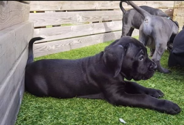 regalo cuccioli  di cane corso