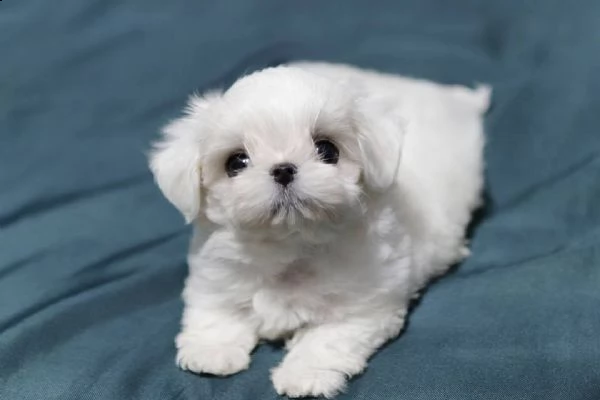 cuccioli di razza maltese toy