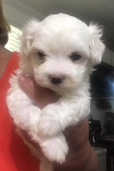 cuccioli di razza maltese toy! | Foto 0