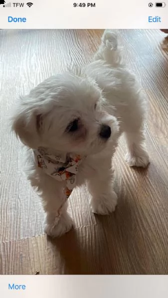 maltese toy cuccioli!