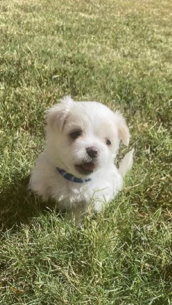 disponibili 2 cuccioli di maltese toy !