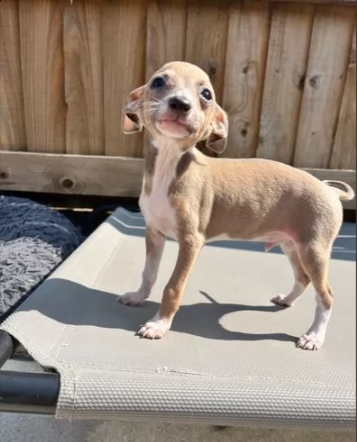 bello cucciolo di levriero italiano