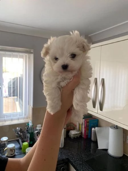 bellissimi cuccioli giocattolo maltesi maschio e femmina | Foto 4