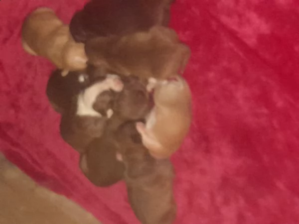 pitbul cuccioli
