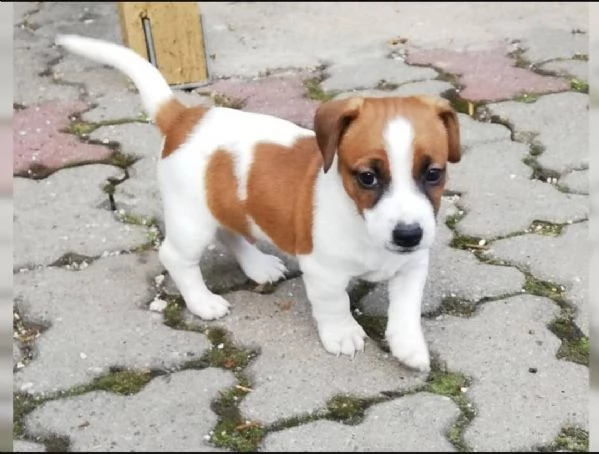 regalo jack russell terrier 