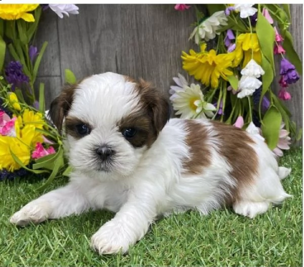 regalo bellissimi cuccioli allevati shih-tzu, colore bianco e nero.