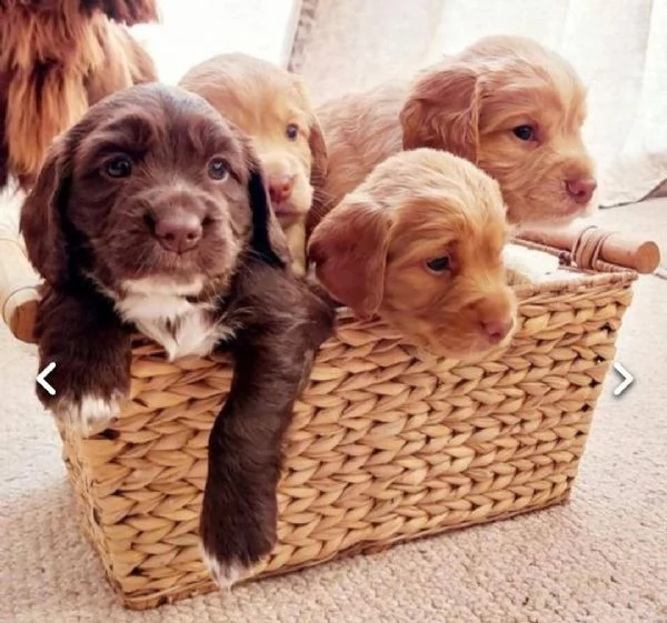 regalo cuccioli coker spaniel