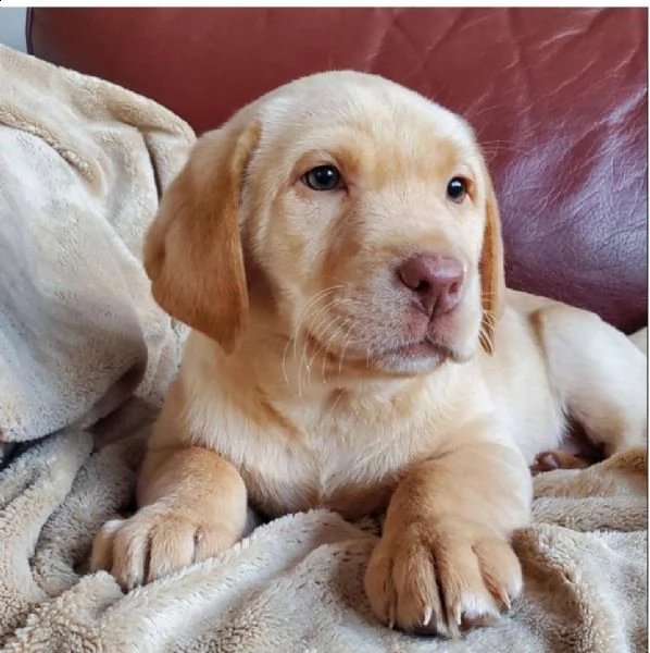 bello labrador  maschio e femmina in regalo