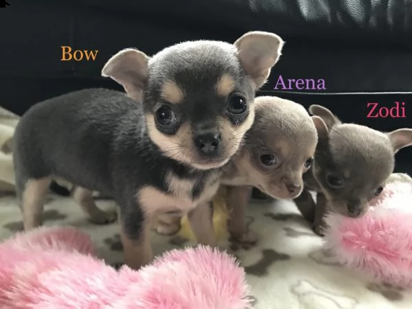regalo cuccioli di chihuahua mini toy 