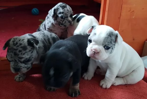 regalo cuccioli di bulldog francese 