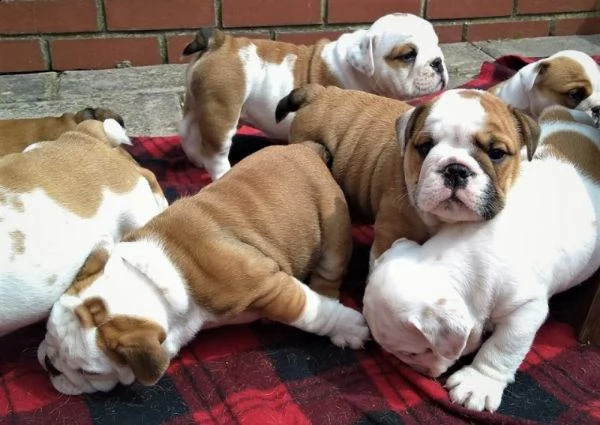 regalo bulldog inglese cuccioli disponibili