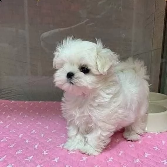 cuccioli di maltese toy