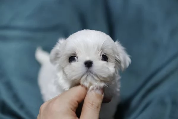 maltese toy cuccioli | Foto 0