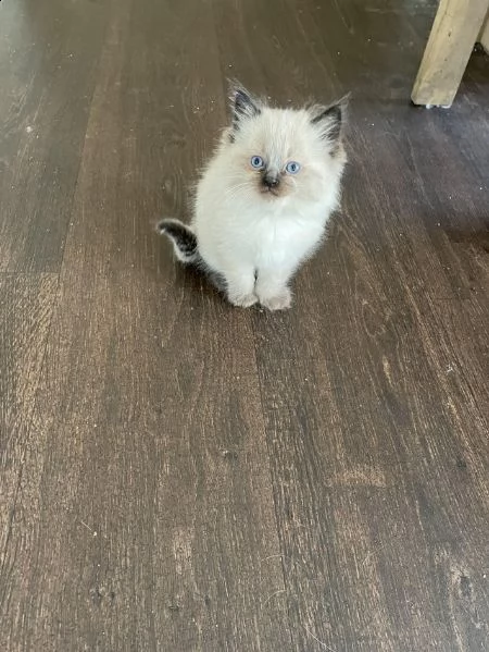 adorabili gattini ragdoll | Foto 0