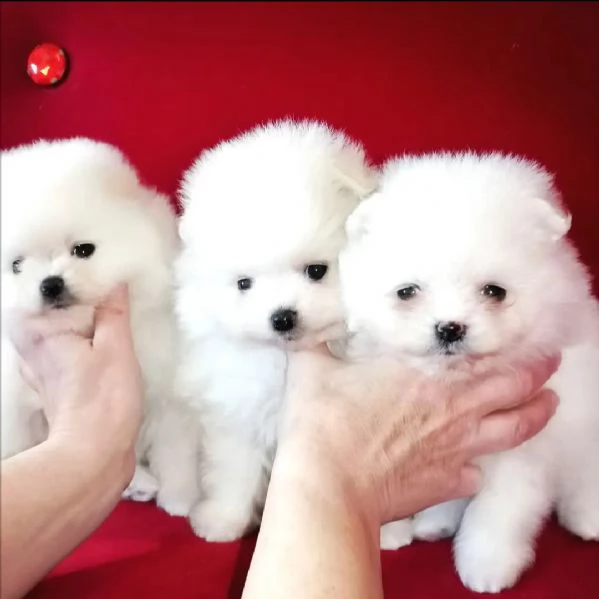 regalo   vlpino pomeranian  toy  | Foto 1