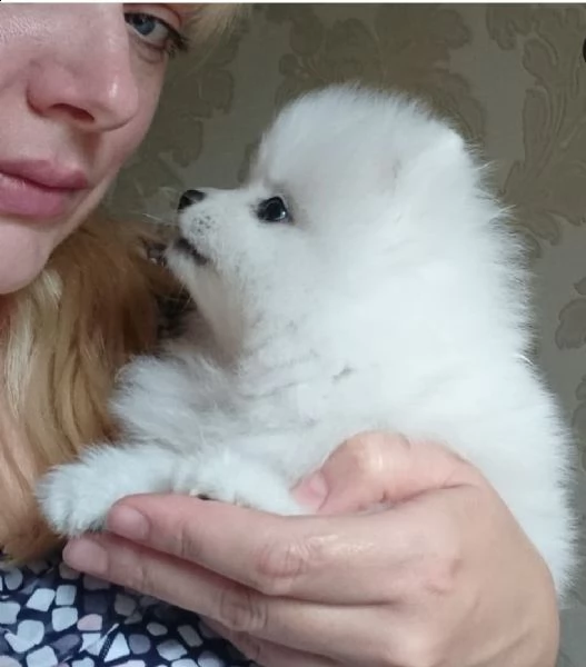 regalo   vlpino pomeranian  toy  | Foto 0