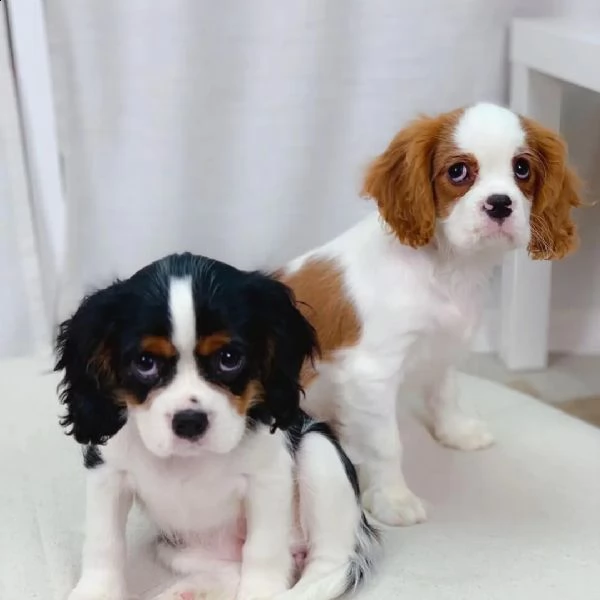 regalo  cavalier king charles  | Foto 0