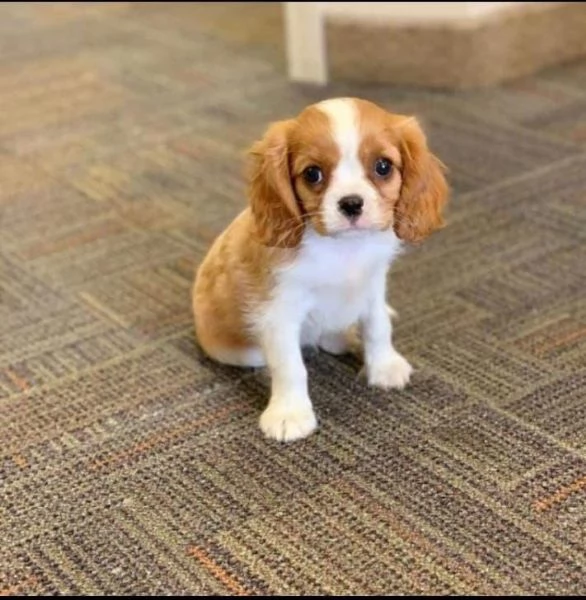 regalo  cavalier king charles 