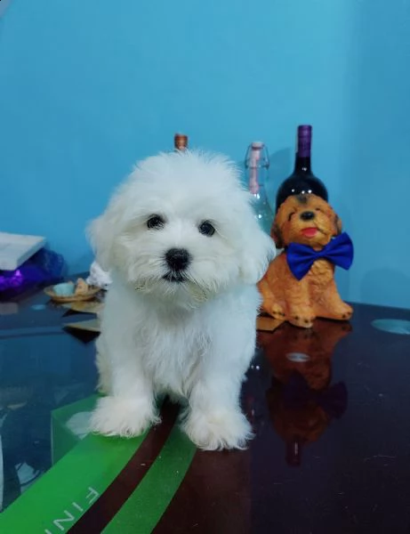 cuccioli di razza maltese toy! | Foto 0