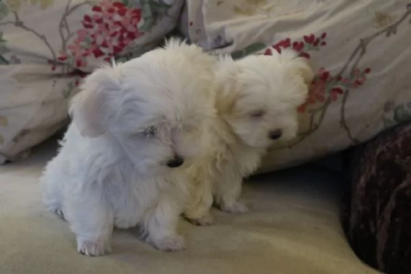 disponibili 2 cuccioli di maltese toy!