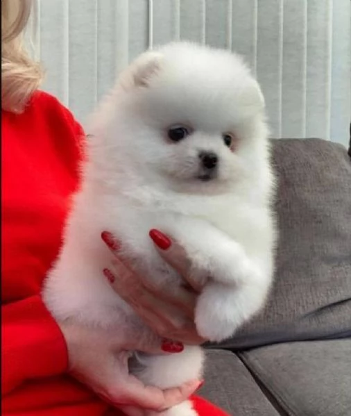 regalo cuccioli di volpino di pomerania 